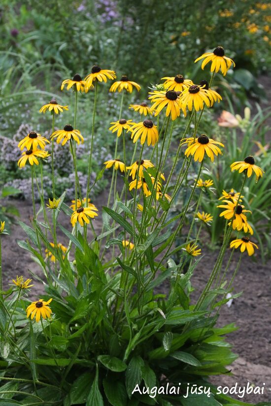 Rudbekija (Rudbeckia fulgida) b.p.